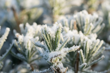 冬天用雾霜和雪覆盖薰衣草