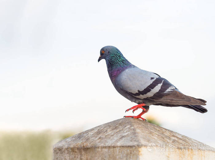 家鸽鸟站在白色的天空