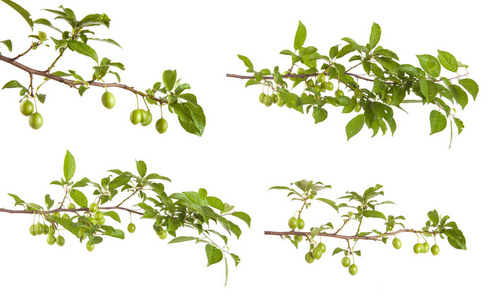 很多的李子图片-很多的李子素材-很多的李子插画-摄图新视界