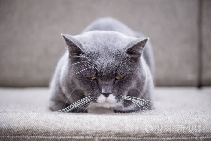 灰色的英国短毛猫