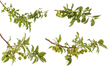 绿色李子的分支图片-绿色李子的分支素材-绿色李子的分支插画-摄图新