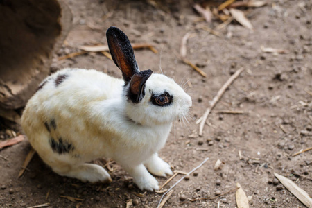 坐在地板上的那只小白兔黑眼圈在复活节蛋的鸡只卡通插图白色的兔子.