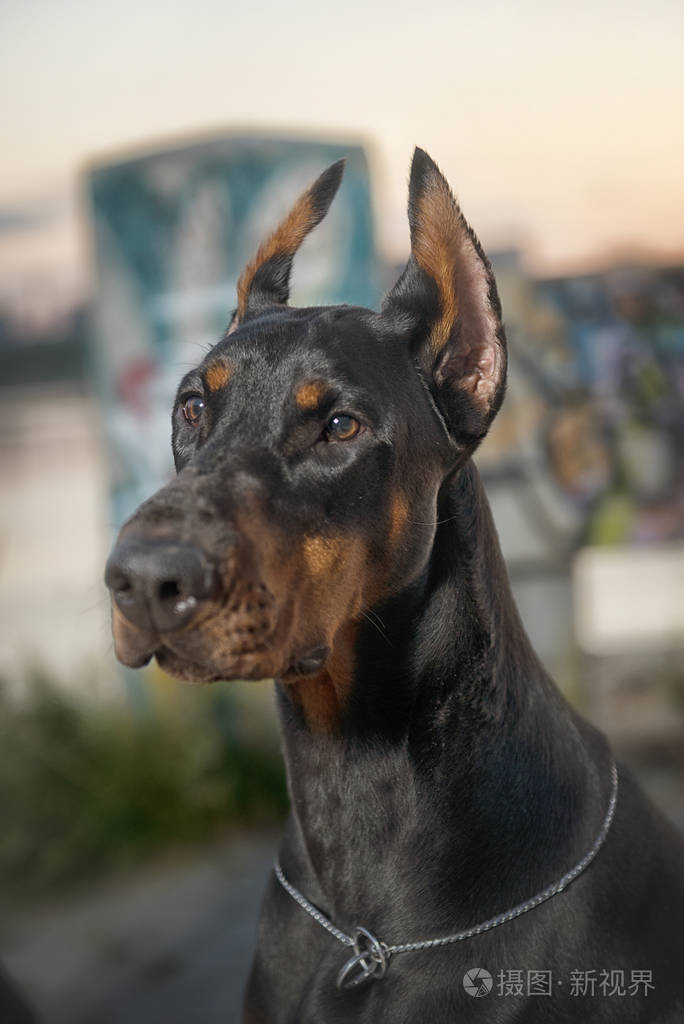 杜宾犬模样的背景 vetrego 市