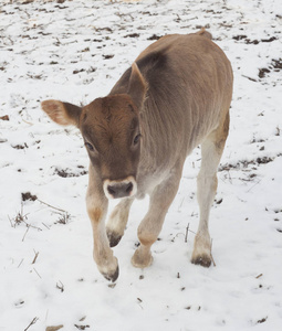 小牛在雪地里玩