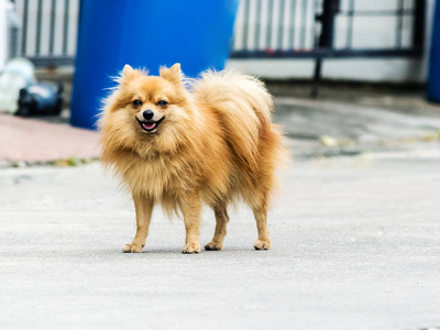 可爱的博美犬狗的肖像。站着看起来就像微笑