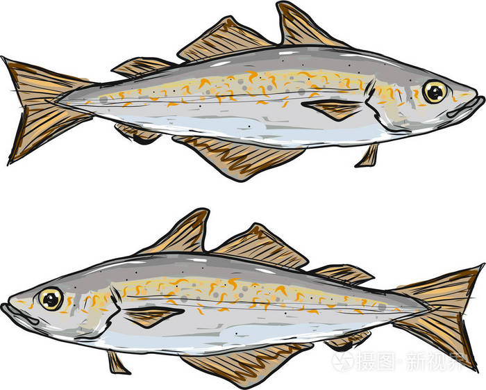 鳕鱼鱼手绘插图剪贴画矢量图像