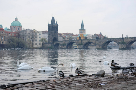 在布拉格的维塔瓦河河上的天鹅