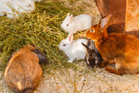 在动物园里的兔子照片