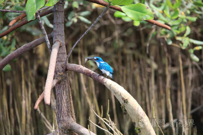 蔚蓝翠鸟 Alcedo coerulescens 在印度尼西亚巴厘岛