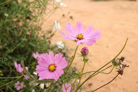 粉色波斯菊花海图片