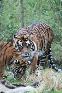 苏门答腊虎稀有和濒危图片