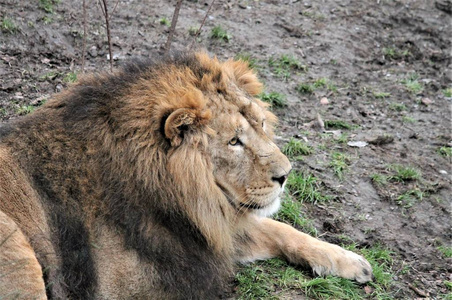 狮子亚洲狮关闭了稀有和濒危