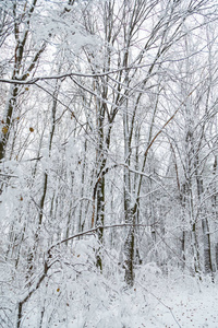 冬天的背景下，在雪地里的树