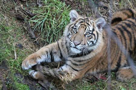 苏门答腊虎崽稀有和濒危