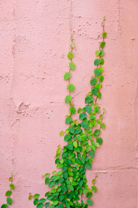 粉色的墙与常春藤植物