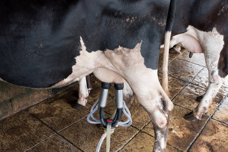 母牛挤奶设施和机械化挤奶设备