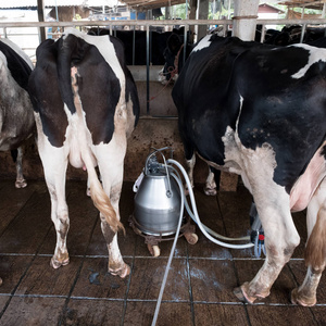 母牛挤奶设施和机械化挤奶设备图片