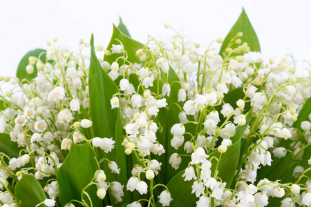 在白色背景上孤立铃兰照片