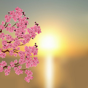 日本的樱花。深粉色樱花一个分支。一个美丽的黄昏背景。插图
