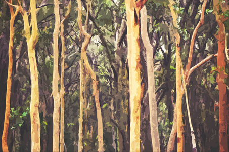 抽象的澳大利亚桉树森林背景