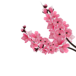 日本的樱花。两茂盛枝暗粉色樱花特写。白色背景上的孤立。插图