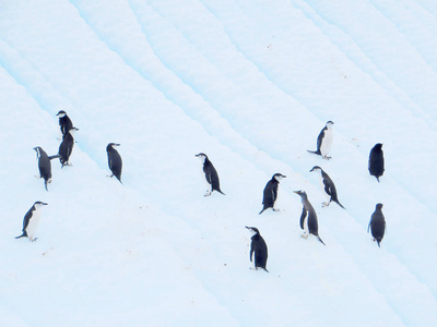 在南极洲的企鹅漂浮的冰山
