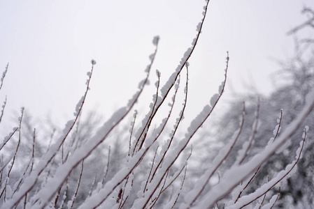 季节的第一场雪