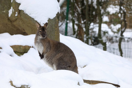 红颈袋鼠在下雪的冬天