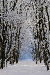 下雪天冬季森林景观