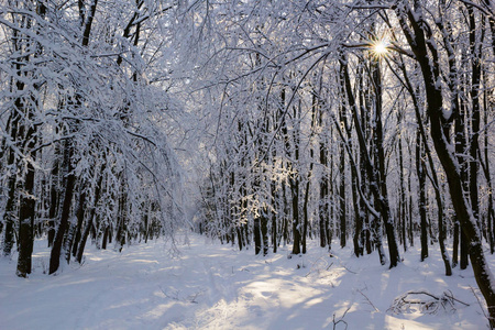 下雪天冬季森林景观