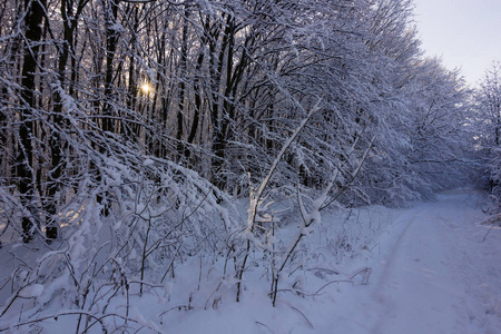 下雪天冬季森林景观