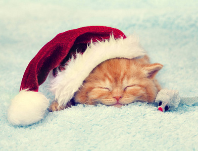 戴着圣诞帽睡在毯子上的小红小猫
