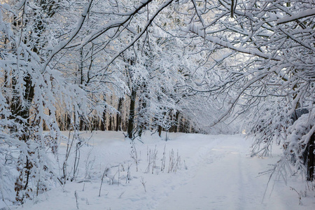 下雪天冬季森林景观