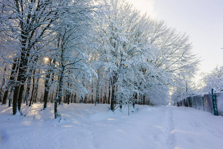 下雪天冬季森林景观