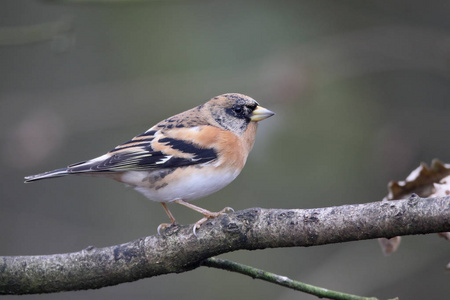 花鸡，fringilla montifringilla