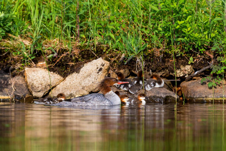 戴头巾的秋沙鸭关于拉丁美洲和加勒比 creux 加拿大魁北克普通秋沙鸭