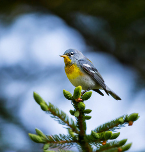 加拿大魁北克北部 Parula