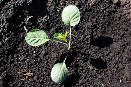卷心菜幼苗花园里生长的红卷心菜幼苗照片
