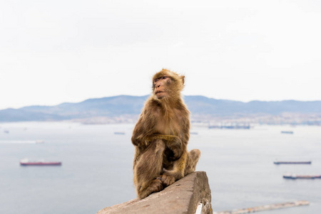 巴巴利猕猴在 Gibralta 的岩石