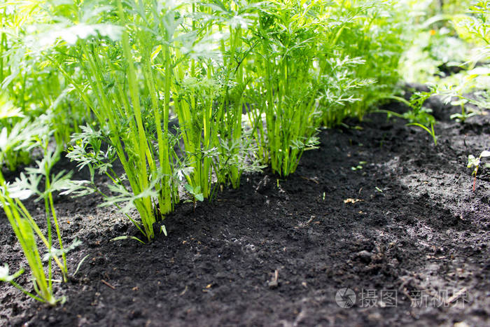 胡萝卜的叶子长在花园里照片-正版商用图片0wlud9-摄图新视界