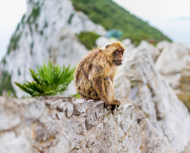 巴巴利猕猴在 Gibralta 的岩石
