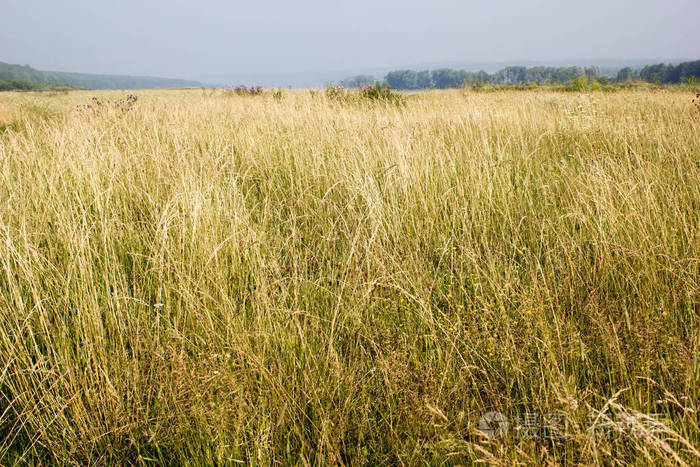 一片高黄色的草地