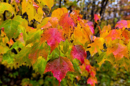 中北魁北克，加拿大 Autumnn 颜色