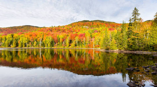 秋天的落叶，在北魁北克，加拿大