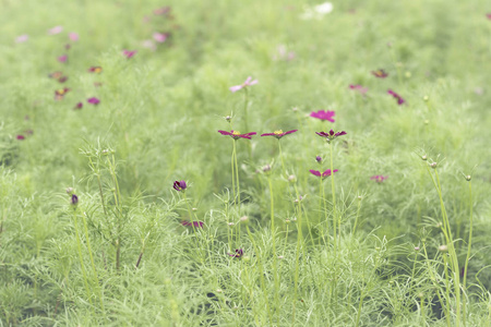 关闭了鲜花背景