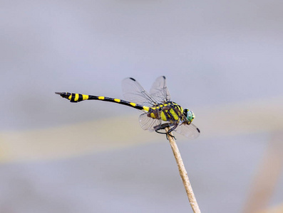 金蜻蜓图片