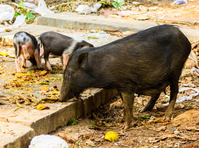 印度班加罗尔的街头猪