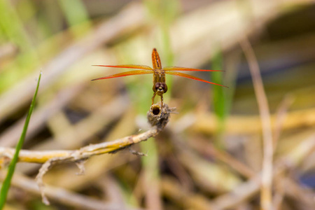 印度 dragonflies