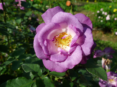 紫色玫瑰热带玫瑰