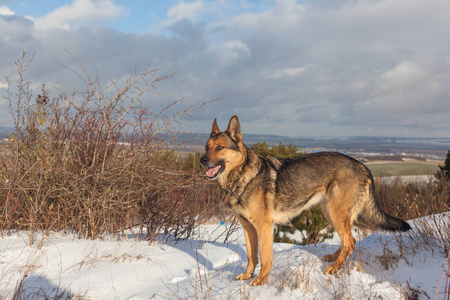 德国牧羊犬在雪中